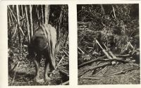 Postcard 197