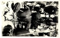 Postcard 514